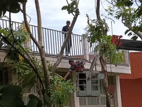 嘉義民雄鋸樹