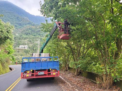 嘉義梅山修樹