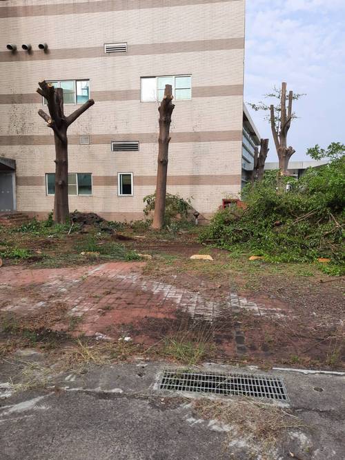 台南新市鋸樹