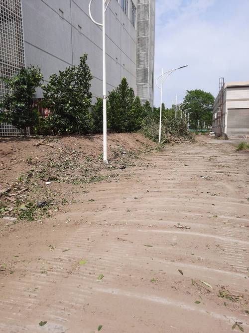 台南新市鋸樹