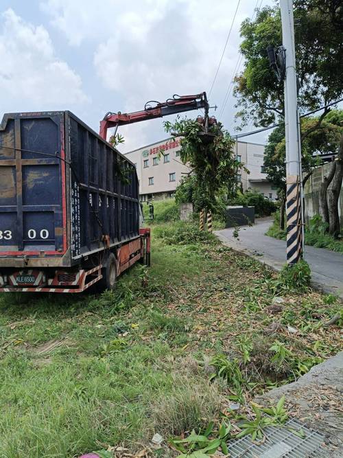 台南山上區鋸樹