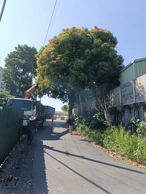 台南山上區鋸樹