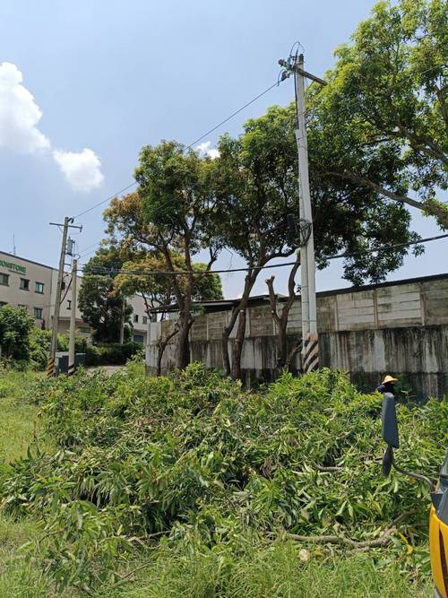 台南山上區鋸樹