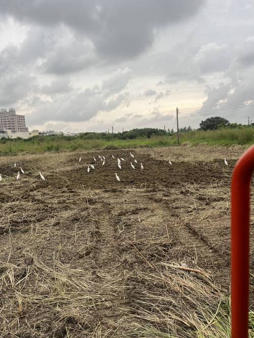 高雄路竹區蔡先生怪手整地