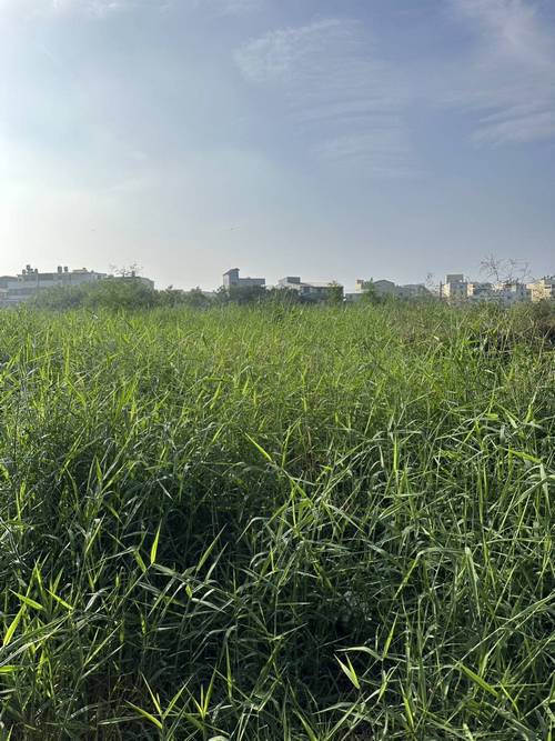 台南新營整地