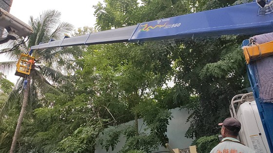 台南樹木修剪鋸樹