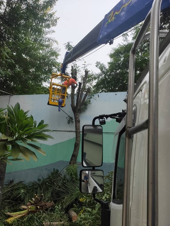 台南樹木修剪鋸樹