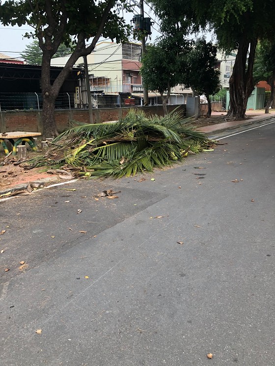 台南樹木修剪鋸樹