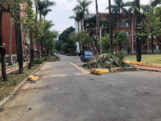 台南樹木修剪鋸樹