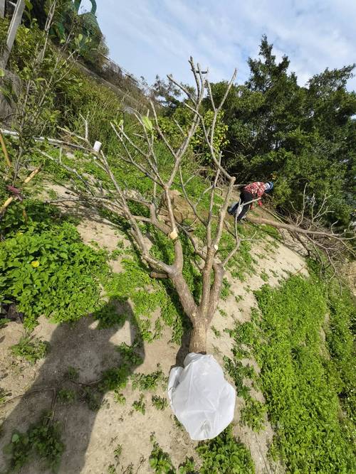 台南樹木修剪鋸樹