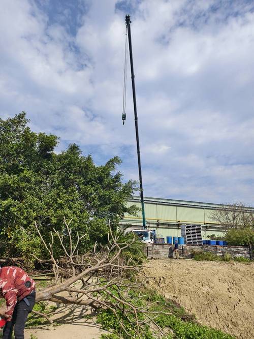 台南樹木修剪鋸樹