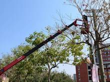 台南樹木修剪鋸樹