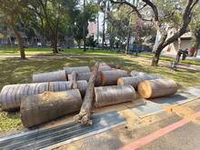 台南樹木修剪鋸樹