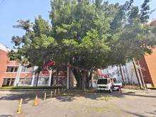 台南樹木修剪鋸樹