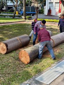 台南樹木修剪鋸樹