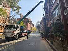 台南樹木修剪鋸樹