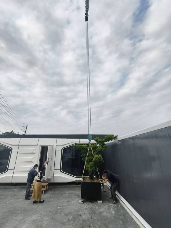 台南樹木修剪鋸樹