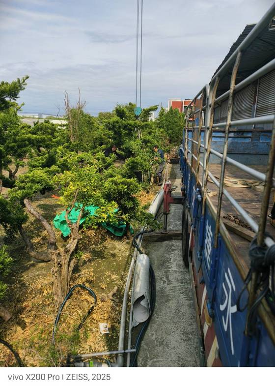 台南樹木修剪鋸樹