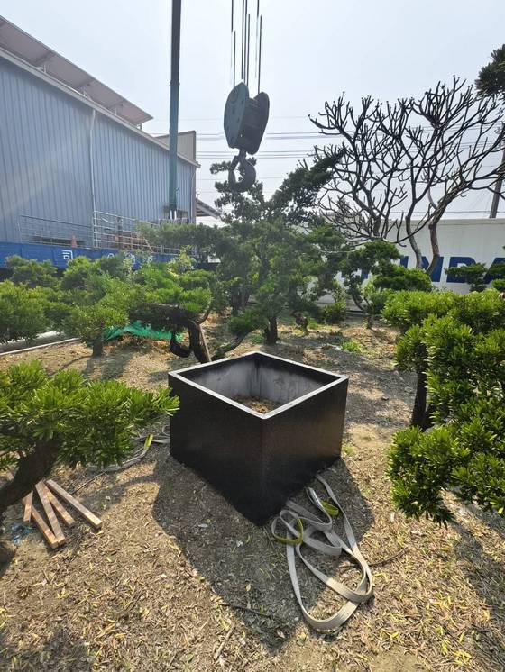 台南樹木修剪鋸樹