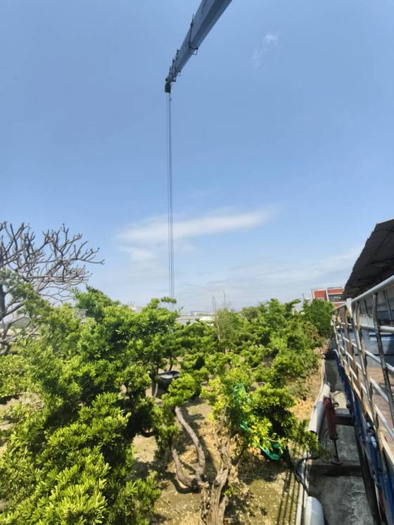 台南樹木修剪鋸樹