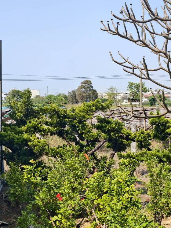 台南樹木修剪鋸樹