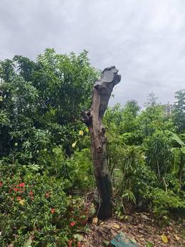 台南樹木修剪鋸樹