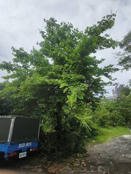 台南樹木修剪鋸樹