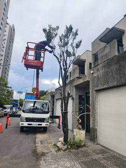 台南樹木修剪鋸樹