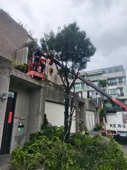 台南樹木修剪鋸樹