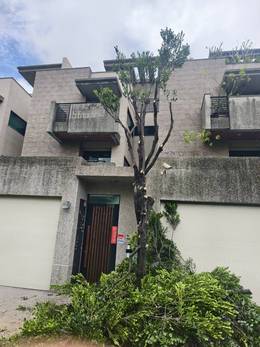 台南樹木修剪鋸樹