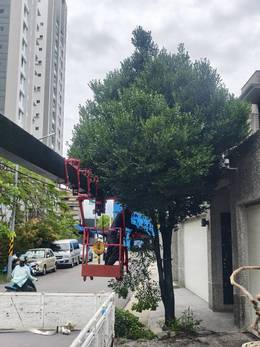 台南樹木修剪鋸樹