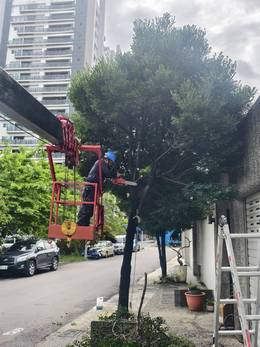 台南樹木修剪鋸樹