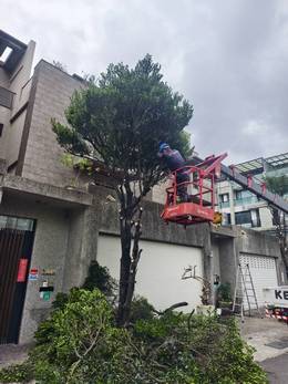 台南樹木修剪鋸樹