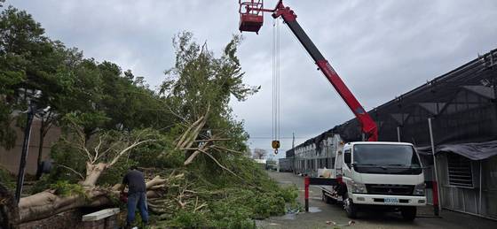 台南樹木修剪鋸樹