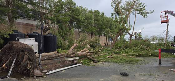 台南樹木修剪鋸樹