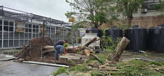 台南樹木修剪鋸樹