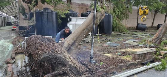 台南樹木修剪鋸樹