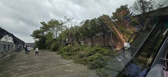 台南樹木修剪鋸樹