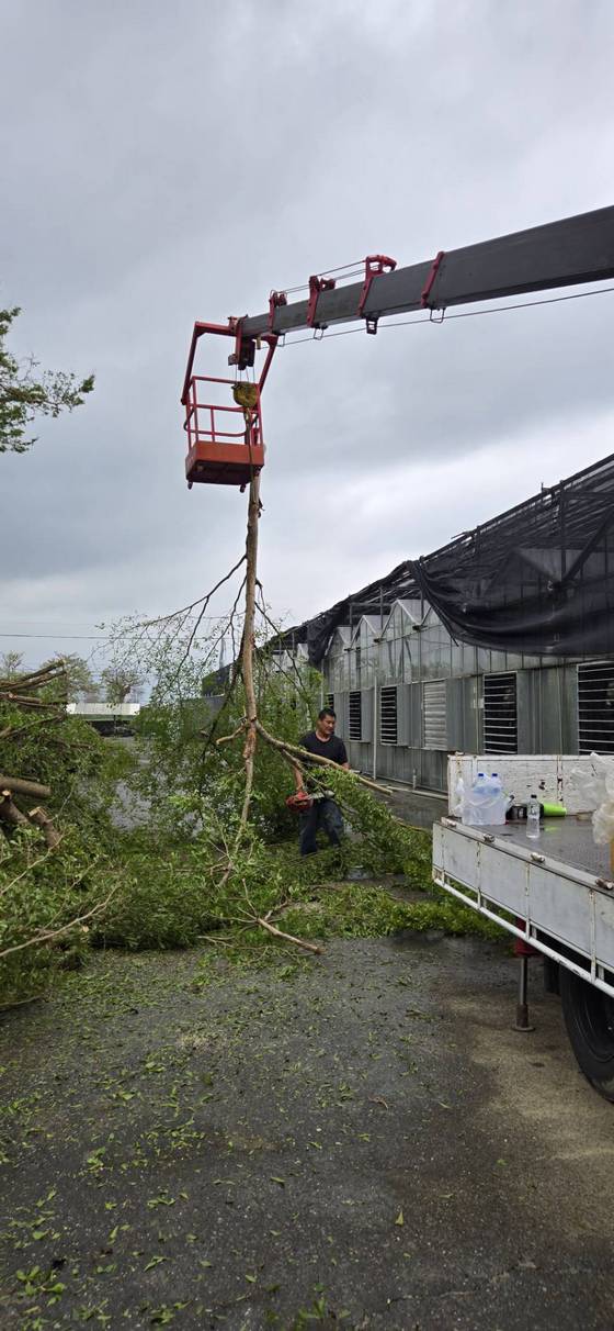 台南樹木修剪鋸樹