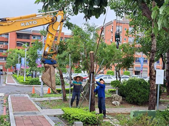 台南樹木修剪鋸樹