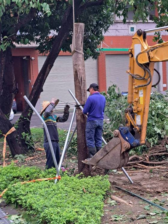 台南樹木修剪鋸樹