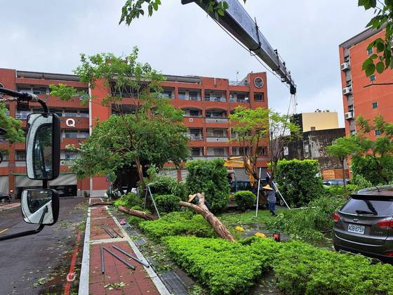 台南樹木修剪鋸樹