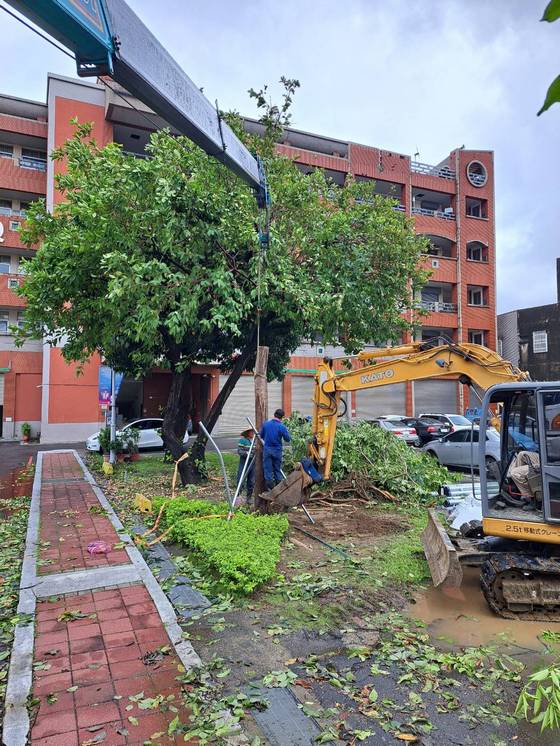 台南樹木修剪鋸樹