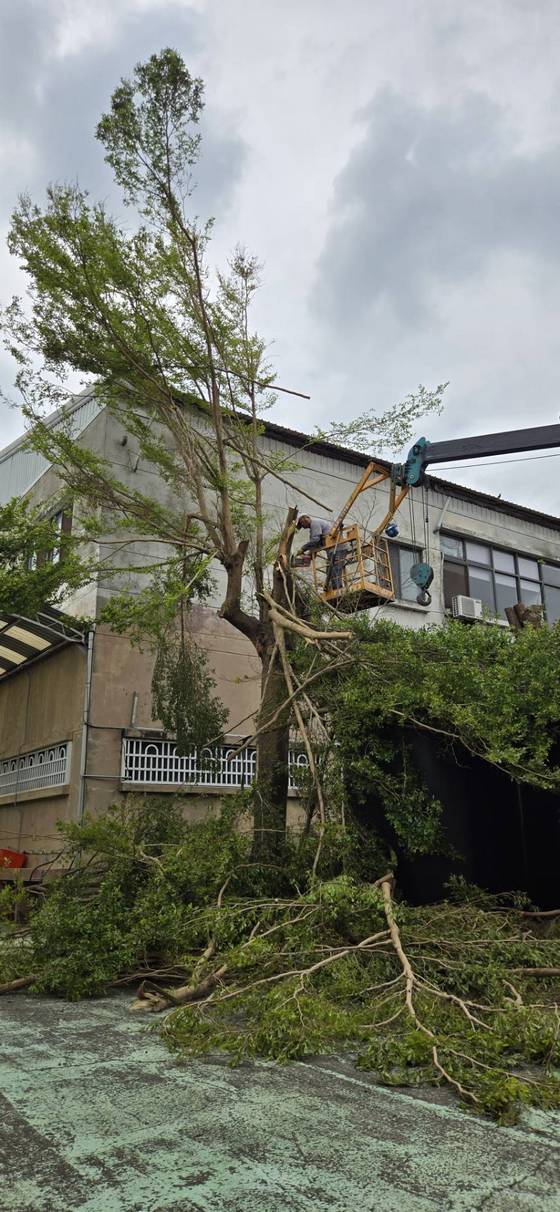 台南樹木修剪鋸樹