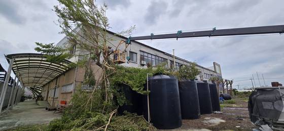 台南樹木修剪鋸樹