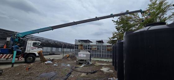 台南樹木修剪鋸樹