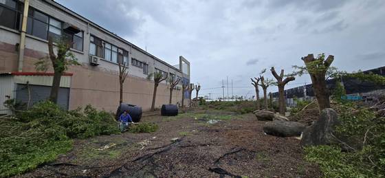 台南樹木修剪鋸樹