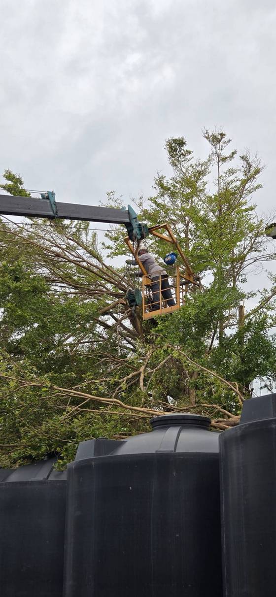 台南樹木修剪鋸樹