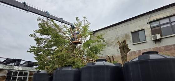 台南樹木修剪鋸樹