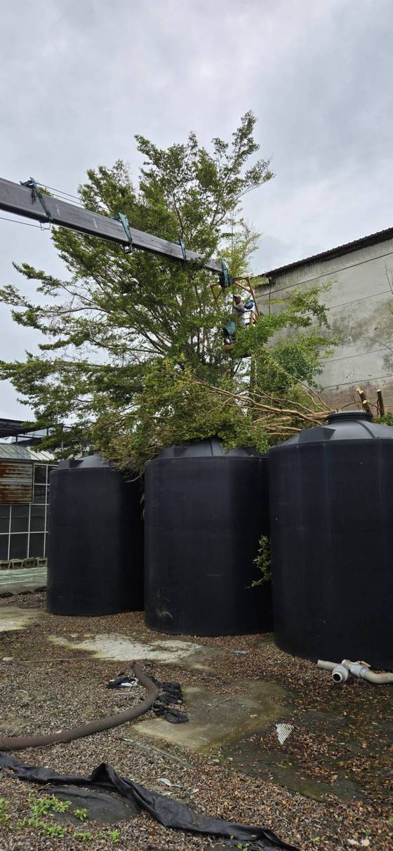 台南樹木修剪鋸樹